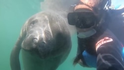 Sezona morskih krava na Floridi Sezona morskih krava na Floridi