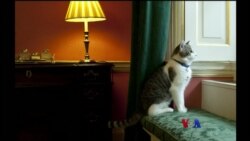 ဗြိတိန်ဝန်ကြီးချုပ်ရုံးက ကြောင်ကလေး Larry ဗြိတိန်ဝန်ကြီးချုပ်ရုံးက ကြောင်ကလေး Larry