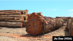 马来西亚华人拥有的三姆林森公司在所罗门群岛马莱塔省采伐的型号不同的木材。(美国之音久岛拍摄)