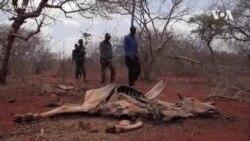 ጸብጻብ፤ ኣብ ደቡብ ኢትዮጵያ ኣጓኒፉ ዘሎ ደርቂ  ጸብጻብ፤ ኣብ ደቡብ ኢትዮጵያ ኣጓኒፉ ዘሎ ደርቂ