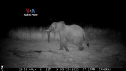 Kecerdasan Buatan (AI) Membantu Perlindungan Satwa Langka Kecerdasan Buatan (AI) Membantu Perlindungan Satwa Langka