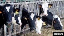 法国利济讷镇的一个养牛场的母牛。(2020年2月12日)