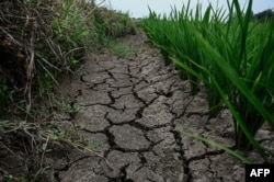 中国河南省新阳地区的稻田遭受干旱天气的影响。(2024年6月18日)