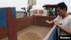 中国河南省驻马店的农民在查看刚刚收获的小麦。(2023年6月5日)