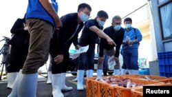 国际原子能机构一个由来自中国、韩国、和加拿大科学家组成的团队在日本福岛县南部的磐城市久之滨港检验打捞上来的海产品样品。(2023年10月19日)