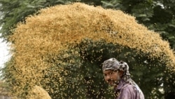 Emissão Vespertina 23 Agosto 2023: :Governo da Guiné-Bissau reduz preço do arroz em mais de 20%  Emissão Vespertina 23 Agosto 2023: :Governo da Guiné-Bissau reduz preço do arroz em mais de 20%