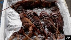 资料照:香港海关在一次打击走私行动中缴获的澳洲龙虾。(2021年10月15日)