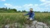 Seorang petani sedang memandangi tanaman di sawahnya yang kering di provinsi Ca Mau, Vietnam selatan, di tengah gelombang panas yang panjang, 23 Februari 2024. (Tan Dien / AFP)