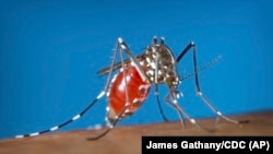 Seekor nyamuk Aedes albopictus sedang mengigit seorang manusia untuk meminum darah, 2003. (Foto: James Gathany/Centers for Disease Control and Prevention via AP, arsip)