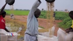 Lệnh cấm xuất khẩu gạo của Ấn Độ khiến các nhà máy Nigeria phải đóng cửa Lệnh cấm xuất khẩu gạo của Ấn Độ khiến các nhà máy Nigeria phải đóng cửa