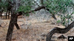 资料照片:美国德克萨斯州布鲁克斯县警方公布的照片显示越境的移民残骸。(2021年3月2日)