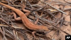 Kadal semak bukit pasir (Dunes Sagebrush lizard) dalam foto yang diabadikan di New Mexico, 1 Mei 2005. (Foto: Dinas Perikanan dan Margasatwa AS via AP Photo)