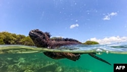 Seekor iguana laut (Amblyrhynchus cristatus) terlihat di Teluk Tortuga di Pulau Santa Cruz, bagian dari kepulauan Galapagos di Ekuador, pada 6 Maret 2024. (Foto: AFP)