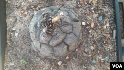 因走私而面临危险的南非象脚王兰。(2023年5月17日)