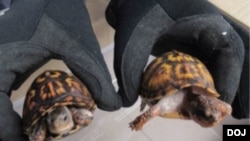 由美国鱼类及野生动物管理局(USFWS)拍摄并附在“美国诉田世强”(U.S. v. Sai Keung Tin)的诉状中的照片显示从一个海洋集装箱中查获的两只东部箱龟。