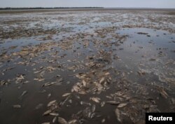 卡霍夫卡大坝被炸后,水库里大量的鱼死去。(2023年6月7日)