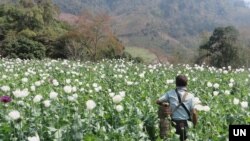 Seorang pria berjalan melalui ladang opium yang berbunga di negara bagian Shan, Myanmar, 2023. (UNODC)
