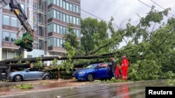 荷兰阿姆斯特丹的风暴吹倒大树砸在路边的汽车。（2023年7月5日）