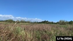 所罗门群岛瓜达尔卡纳尔省的大片农田因为有二战遗留未爆弹药而被废弃。(美国之音莉雅拍摄)