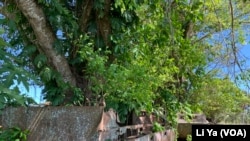 80年前在所罗门群岛泰瑞尔海滩登录的美军坦克和军事装备一直遗留在这里。(美国之音记者莉雅拍摄)