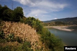 中国长江重庆段江边的玉米因干旱而枯黄。(2022年8月19日)