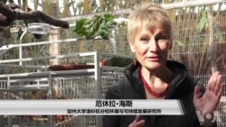 城市丛林能否帮助濒危物种? 城市丛林能否帮助濒危物种?