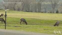野生动物大桥帮助减少路杀 野生动物大桥帮助减少路杀