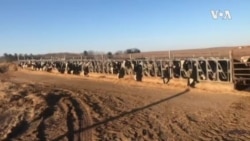 威斯康辛州的一家农场里,奶牛在安然吃草 威斯康辛州的一家农场里,奶牛在安然吃草