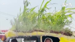 အပူဒဏ်ကာတဲ့ သုံးဘီးခေါင်မိုးစိုက်ခင်း
 အပူဒဏ်ကာတဲ့ သုံးဘီးခေါင်မိုးစိုက်ခင်း