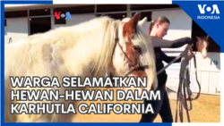 Warga Selamatkan Hewan-hewan dalam Karhutla California Warga Selamatkan Hewan-hewan dalam Karhutla California