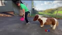 ကျောပိုးအိတ်နဲ့ ကယ်ဆယ်ရေး ကြွက်လုပ်သား “ထူးခြားဆန်းပြားသတင်းများ”
 ကျောပိုးအိတ်နဲ့ ကယ်ဆယ်ရေး ကြွက်လုပ်သား “ထူးခြားဆန်းပြားသတင်းများ”