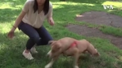 纽约人争相收养猫狗 排遣隔离期间孤寂感 纽约人争相收养猫狗 排遣隔离期间孤寂感