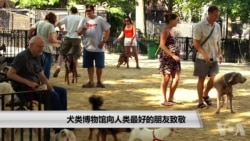 犬类博物馆向人类最好的朋友致敬 犬类博物馆向人类最好的朋友致敬