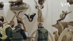 မျိုးတုန်းတိရစ္ဆာန် ရုပ်လုံးသွင်းရုပ်တု ၁ထောင်ကျော် ပိုင်ဆိုင်မှု စစ်ဆေး
 မျိုးတုန်းတိရစ္ဆာန် ရုပ်လုံးသွင်းရုပ်တု ၁ထောင်ကျော် ပိုင်ဆိုင်မှု စစ်ဆေး