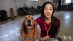 走进美国:PTSD治疗犬帮助战后老兵重获新生 走进美国:PTSD治疗犬帮助战后老兵重获新生