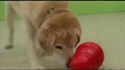 狗在睡觉时也学习 狗在睡觉时也学习