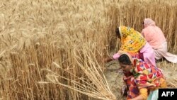 印度妇女在收割小麦。(2022年4月12日)