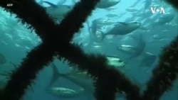 中国在全球非法捕鱼成众矢之的 中国在全球非法捕鱼成众矢之的