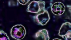 美卫生官员回击反麻疹疫苗运动 美卫生官员回击反麻疹疫苗运动