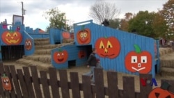 金秋十月 南瓜当道 金秋十月 南瓜当道