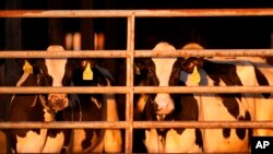 资料照片:2024年4月1日,缅因州克林顿一个农场的奶牛。(美联社照片)