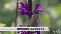蜜蜂帮助科研人员研制自动飞行器 蜜蜂帮助科研人员研制自动飞行器