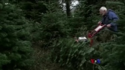 လူနေမှုစရိတ်ကြောင့် UK ခရစ္စမတ်သစ်ပင်တွေ ဈေးလျော့ရ လူနေမှုစရိတ်ကြောင့် UK ခရစ္စမတ်သစ်ပင်တွေ ဈေးလျော့ရ