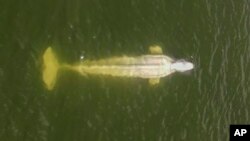 Ikan paus beluga yang terdampar di Sungai Seine di kawasan Saint-Pierre-la-Garenne, Paris, tampak dalam foto yang diabadikan oleh drone milik kelompok lingkungan hidup Sea Shepherd, Jumat, 5 Agustus 2022.