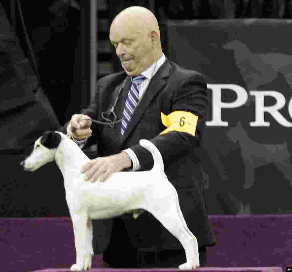 一头名叫“亚当”的短毛猎狐猥犬的驯狗师埃迪.博伊斯2013年2月12日在纽约麦迪逊广场花园举行的第137届威斯敏斯特养犬俱乐部狗展上展示赢得了猥犬类比赛奖的这头短毛猎狐猥犬。