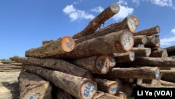 马来西亚华人拥有的三姆林森伐木公司在所罗门群岛马莱塔省砍伐的木材。该公司的计量师说,这些木材主要出口到中国的上海。(美国之音莉雅拍摄)