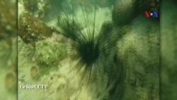 Đảo nhân tạo của TQ ở Biển Đông gây tác hại môi trường Đảo nhân tạo của TQ ở Biển Đông gây tác hại môi trường