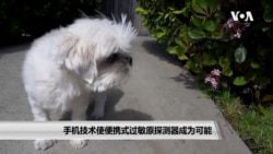 手机技术使便携式过敏原探测器成为可能