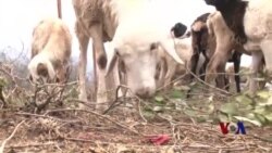 肯尼亚牧民种植抗旱树 肯尼亚牧民种植抗旱树