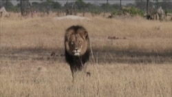 狮子塞西尔事件引发激烈辩论 狮子塞西尔事件引发激烈辩论